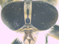 Tabanus maculicornis